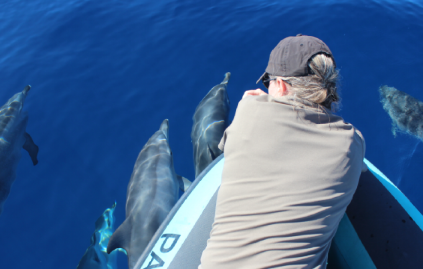 Whale and Dolphin Watching – 9:30am