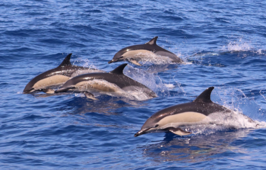 Whale and Dolphin Watching – 9:30am